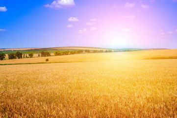 Wheat field and a delightful sunrise. Agriculture.