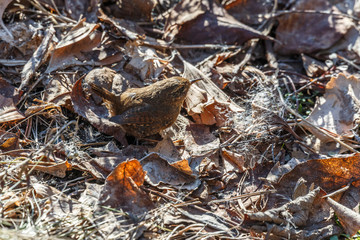 Pacific Wren bird
