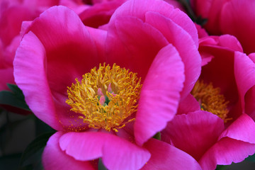 peony_10