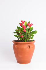 Red Euphorbia (crown of thorns) in flowerpot isolated on white background