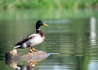 Mallard on a log