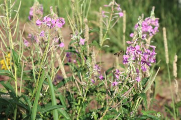 bee by the fireweed