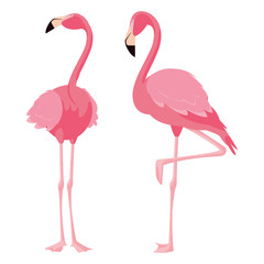 elegant flamingo birds couple