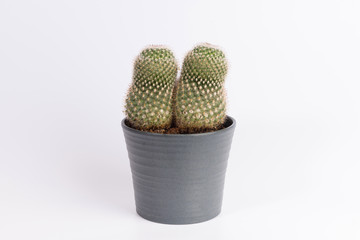 Cactus front view in grey ceramic pot isolated on white background