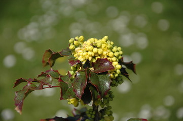 Mahonia yellow flower detail with green background