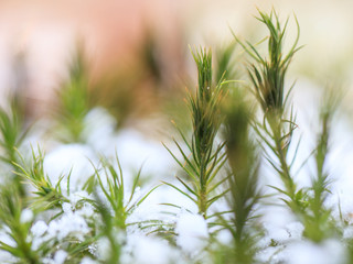 Close-up of forest moss in light green color fallen over thin coniferous branches on the snow.