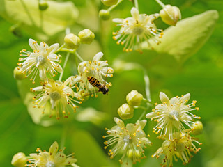 Blüten der Sommerlinde, Tilia platyphyllos