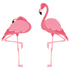 elegant flamingo birds couple