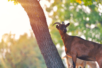 Brown billy goat with short fur and horns