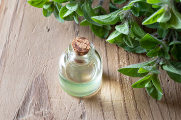 A bottle of oregano essential oil with fresh oregano