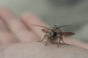 Insect macro shooting. Big size. Flying gray insect. Ready to fly