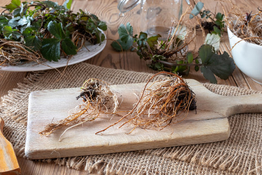 Young Herb Bennet roots on a table