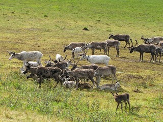 Herd of deer. Photo of summer tundra. On the green grass graze and rest deer.
