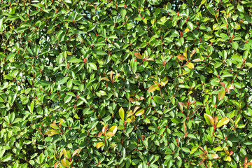 Green leaves background or the naturally walls texture Ideal for use in the design fairly