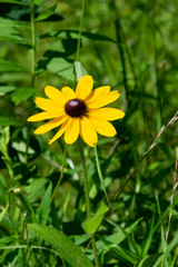 Black eyed susan flower