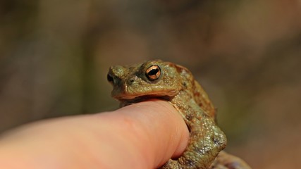 Männliche Erdkröte (Bufo bufo) klammert an Finger