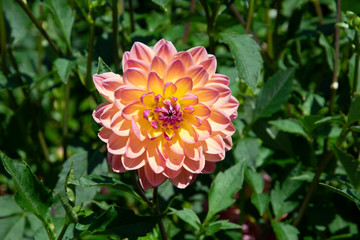 dahlia in orange and yellow