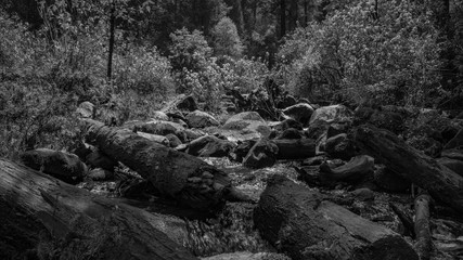 Troncos en el flujo del río magdalena en el bosque de los Dinamos (blanco y negro)