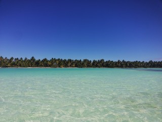 Fototapeta premium dav