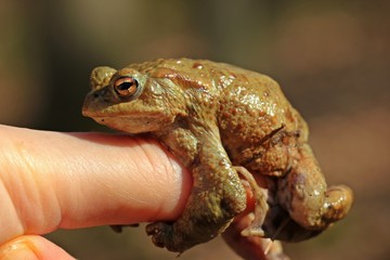 Männliche Erdkröte (Bufo bufo) klammert an Finger