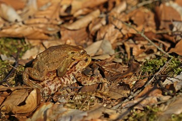Erdkrötenpaar (Bufo bufo) auf Wanderschaft im Buchenwald