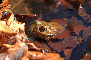 Weibliche Erdkröte (Bufo bufo) im Teich