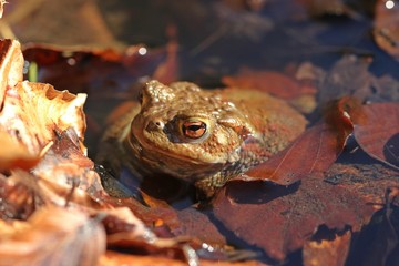 Weibliche Erdkröte (Bufo bufo) im Teich