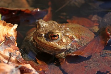Weibliche Erdkröte (Bufo bufo) im Teich