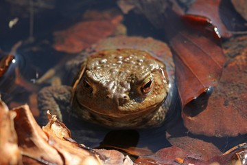 Weibliche Erdkröte (Bufo bufo) im Teich