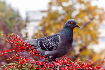 pigeon in park