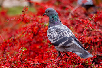 pigeon on branch