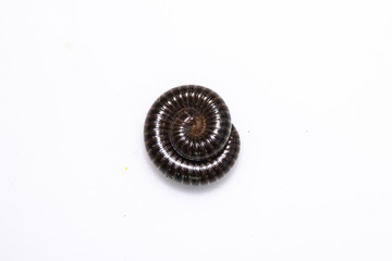 Small Millipede Bug Insect on White Background