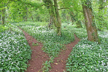 path through a wood in spring