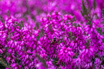 wrzosiec liliowy w ogrodzie