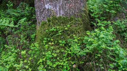 tree root covered with moss