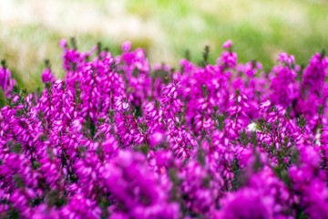 wrzosiec liliowy w ogrodzie