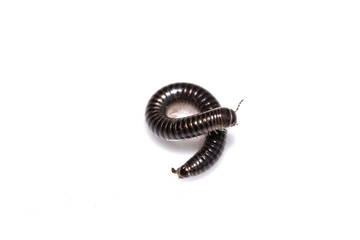 Small Millipede Bug Insect on White Background