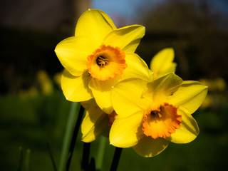 Daffodils