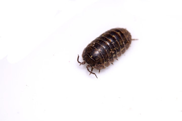 Woodlouse Wood Louse crustacean On White Background