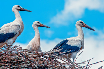 stork in the nest