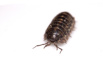 Woodlouse Wood Louse crustacean On White Background