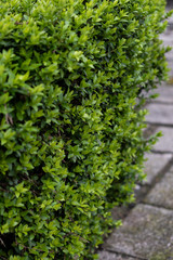 Side view close-up of bush on sidewalke