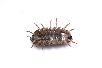 Woodlouse Wood Louse crustacean On White Background