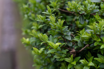Edge view of bush row