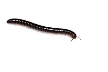 Small Millipede Bug Insect on White Background