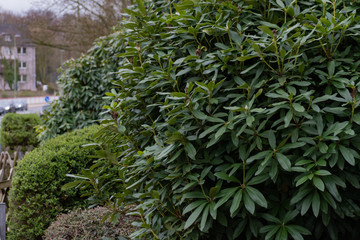 Green ornate plants in the city