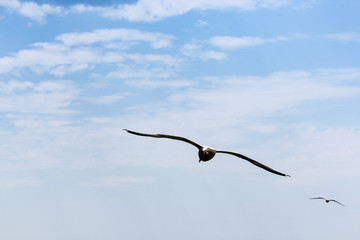 Fototapeta na wymiar Seagull on the background of clouds.