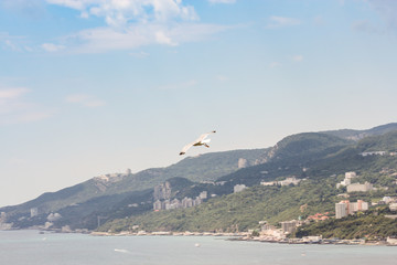 Fototapeta na wymiar Seagull on the background of the sea.