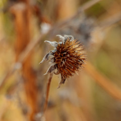 Macro de flor seca en el Cerro de la Estrella