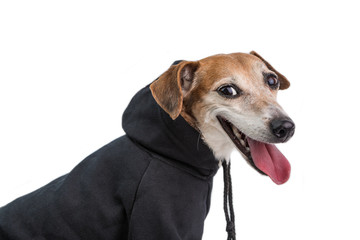 Happy dog in gray hoodie. Side view. Smiling face. White background